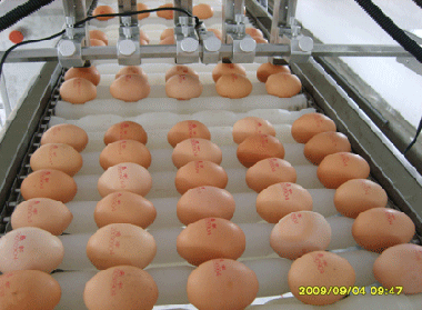 鸡蛋喷码